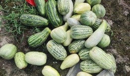 吃免费瓜,共享甜蜜，品味生活